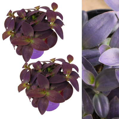 2 x Tradescantia Pallida Purple Heart Indoor Plant in 12cm Pot - Trailing House Plant with Eye Catching Foliage - Easy to Care For