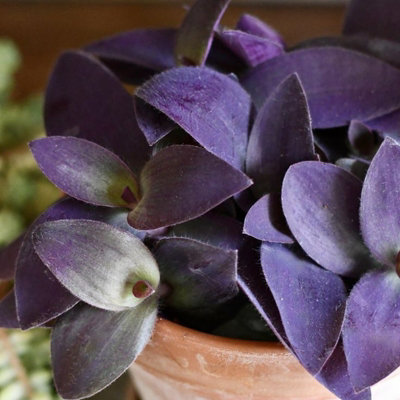 2 x Tradescantia Pallida Purple Heart Indoor Plant in 12cm Pot - Trailing House Plant with Eye Catching Foliage - Easy to Care For - 3