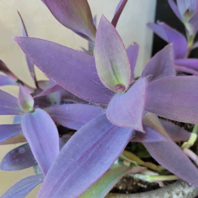 2 x Tradescantia Pallida Purple Heart Indoor Plant in 12cm Pot - Trailing House Plant with Eye Catching Foliage - Easy to Care For - 4