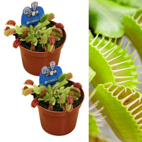 2 x Venus Fly Trap Plants - Dionaea muscipula - Indoor Plants in 9cm Pots