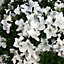 2 x White Japanese Azalea (20-30cm Height Including Pot) - Delicate White Blooms, Evergreen