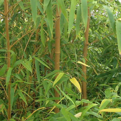2 x Yellow Bamboo (Phyllostachys) Plants 80-100cm tall - Pair of Bamboo Plants in 2L Pots Ready to Plant Out - Grow Your Own Bambo