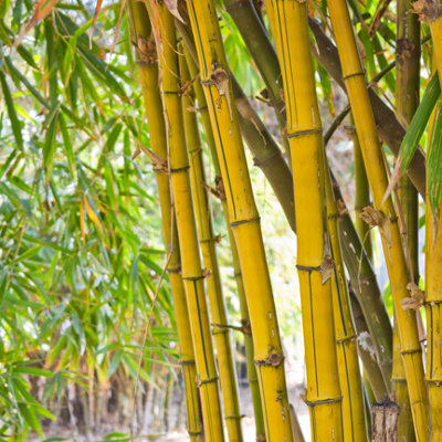 2 x Yellow Bamboo (Phyllostachys) Plants 80-100cm tall - Pair of Bamboo Plants in 2L Pots Ready to Plant Out - Grow Your Own Bambo