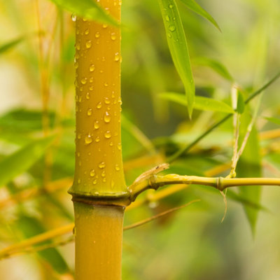 2 x Yellow Bamboo (Phyllostachys) Plants 80-100cm tall - Pair of Bamboo Plants in 2L Pots Ready to Plant Out - Grow Your Own Bambo - 3