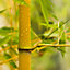 2 x Yellow Bamboo (Phyllostachys) Plants 80-100cm tall - Pair of Bamboo Plants in 2L Pots Ready to Plant Out - Grow Your Own Bambo