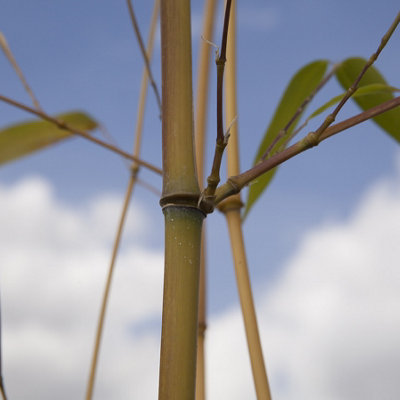 2 x Yellow Bamboo (Phyllostachys) Plants 80-100cm tall - Pair of Bamboo Plants in 2L Pots Ready to Plant Out - Grow Your Own Bambo - 4