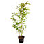 2 x Yellow Bamboo (Phyllostachys) Plants 80-100cm tall - Pair of Bamboo Plants in 2L Pots Ready to Plant Out - Grow Your Own Bambo