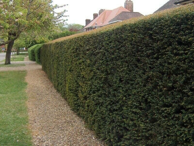 20-30CM YEW (TAXUS BACCATA) EVERGREEN BARE ROOT HEDGING PLANTS - PACK OF 10