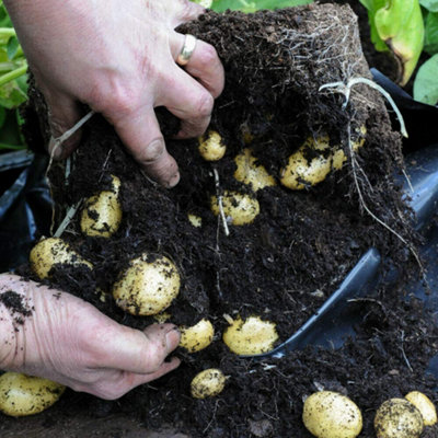 20 Potato Growing Bags Black/Grey Reusable Durable x  8L Capacity Growing Bags by Thompson and Morgan