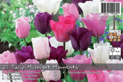 20 Tulip Bulbs Midnight Moments Spring Flowering Bulbs 10/11 Pink Purple White