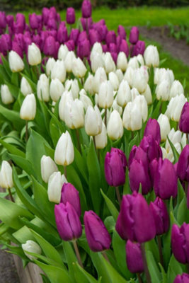 20 Tulip Bulbs Midnight Moments Spring Flowering Bulbs 10/11 Pink Purple White