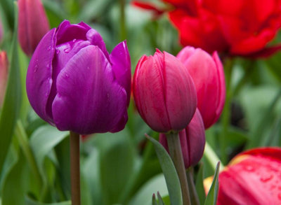 20 Tulip Bulbs Midnight Moments Spring Flowering Bulbs 10/11 Pink Purple White - 3