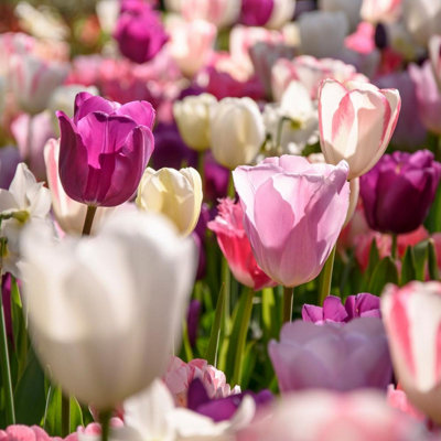 20 Tulip Bulbs Midnight Moments Spring Flowering Bulbs 10/11 Pink Purple White - 5