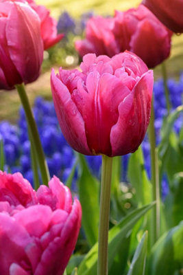 20 Tulip Bulbs Midnight Moments Spring Flowering Bulbs 10/11 Pink Purple White - 6