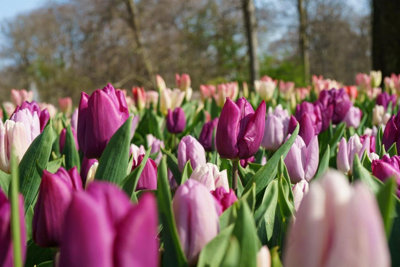 20 Tulip Bulbs Midnight Moments Spring Flowering Bulbs 10/11 Pink Purple White - 7