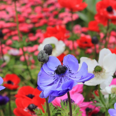 20 x Anemone Da Caen Mix Summer Bulb Corms - Colourful Mixed Poppy ...