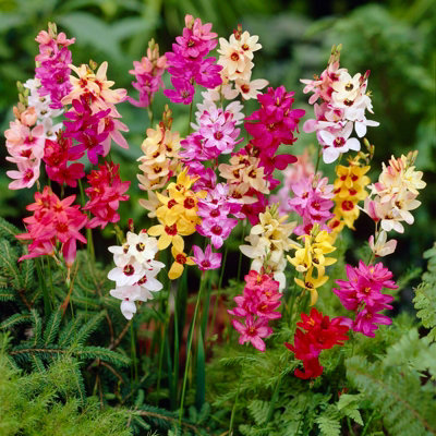 20 x Ixia Mixed Summer Bulbs - African Corn Lily Herbaceous