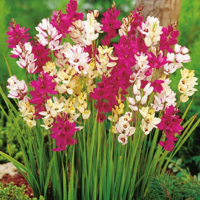 20 x Ixia Mixed Summer Bulbs - African Corn Lily Herbaceous