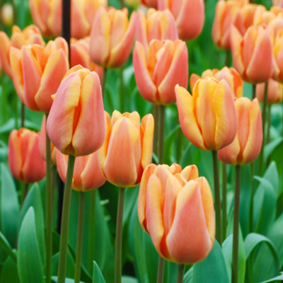 20 x Tulip Bulbs 'Apricot Fox' bulb size 10/11 Peach/Apricot Colour Tulips Ready to Plant in Autumn