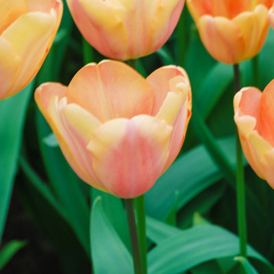 20 x Tulip Bulbs 'Apricot Fox' bulb size 10/11 Peach/Apricot Colour Tulips Ready to Plant in Autumn - 3