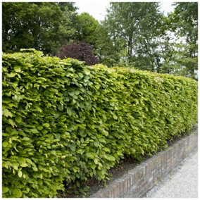 200 Green Beech Hedging Plants 2-3ft Fagus Sylvatica Trees,Brown Winter Leaves 3FATPIGS