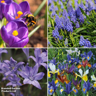 200 Spring Flowering Bulb Collection - Includes Crocus, Iris, Muscari & Brodiaea