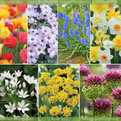 200 Spring Spectacular Colour Bulb Collection