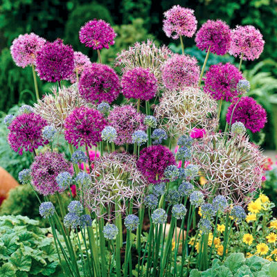 200 x Mixed Allium Bulbs 7 Different Varieties Plant Now in Autumn for Spring Flowering Spring Bulbs to Plant in Autumn