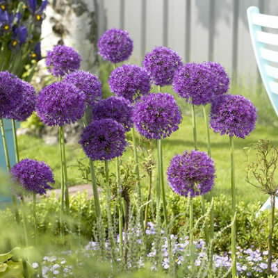 200 x Mixed Allium Bulbs 7 Different Varieties Plant Now in Autumn for Spring Flowering Spring Bulbs to Plant in Autumn