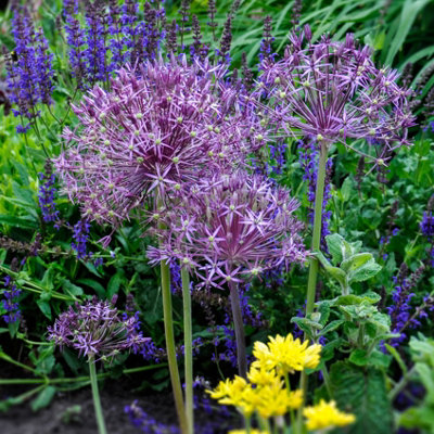 200 x Mixed Allium Bulbs 7 Different Varieties Plant Now in Autumn for Spring Flowering Spring Bulbs to Plant in Autumn - 5