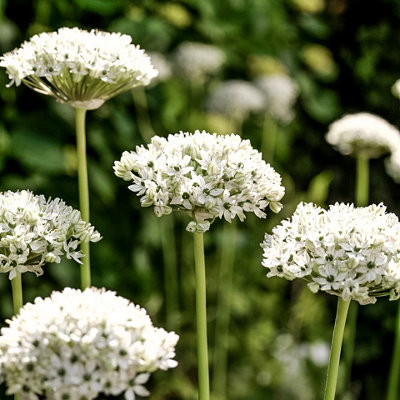 200 x Mixed Allium Bulbs 7 Different Varieties Plant Now in Autumn for Spring Flowering Spring Bulbs to Plant in Autumn - 6
