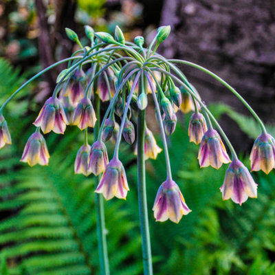 200 x Mixed Allium Bulbs 7 Different Varieties Plant Now in Autumn for Spring Flowering Spring Bulbs to Plant in Autumn - 7