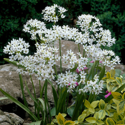 200 x Mixed Allium Bulbs 7 Different Varieties Plant Now in Autumn for Spring Flowering Spring Bulbs to Plant in Autumn - 8