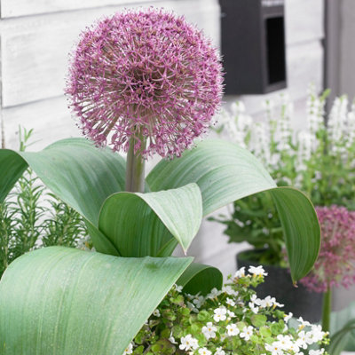 200 x Mixed Allium Bulbs 7 Different Varieties Plant Now in Autumn for Spring Flowering Spring Bulbs to Plant in Autumn - 9
