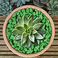 20kg Green Coloured Plant Pot Garden Gravel - Premium Garden Stones for Decoration