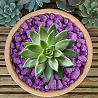 20kg Purple Coloured Plant Pot Garden Gravel - Premium Garden Stones for Decoration