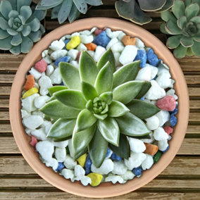 20kg Rainbow Mix Coloured Plant Pot Garden Gravel - Premium Garden Stones for Decoration