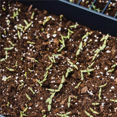 20L See & Cutting Compost Potting Soil by Laeto Your Signature Garden - FREE DELIVERY INCLUDED - 7