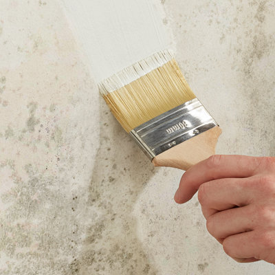 Shop anti-mould paint.