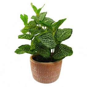 22cm Mini Artificial Foliage  Pothos in Terracotta Pot