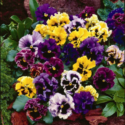 24 Pansy Frizzle Sizzle Ballerina Mixed Plants - Winter Flowering