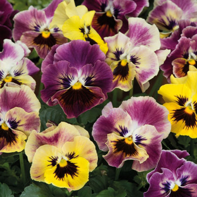 24 Pansy Frizzle Sizzle Fire Mixed Plants - Winter Flowering