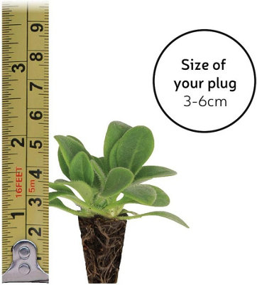 24 Pansy Frizzle Sizzle Fire Mixed Plants - Winter Flowering