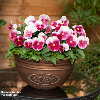 24 Pansy Raspberry Blush Plug Plants - Winter Flowering - Ideal for ...