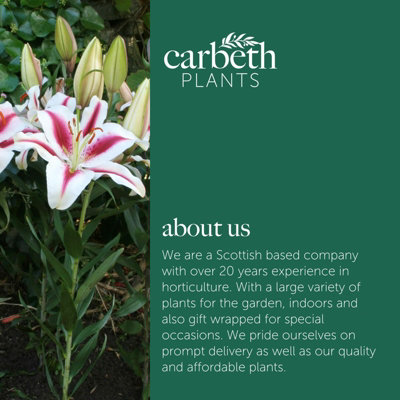 24 x Oriental Lily Hachi Summer Bulbs - White Pink Highly