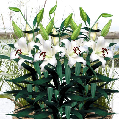 Lilium Montanum & Digitalis flower リトグラフ Lilium Montanum & Digitalis flower リトグラフ - メルカリ