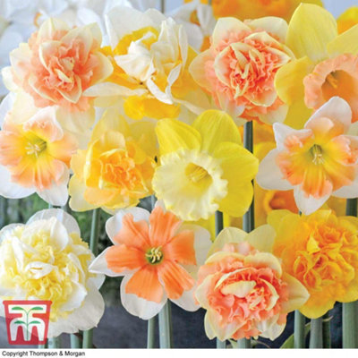 25 Daffodil Citrus Sorbet Mixed Spring Flowering Bulbs - Ideal for Borders and Patio Containers