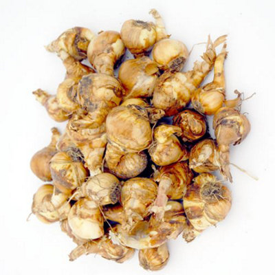25 Daffodil Citrus Sorbet Mixed Spring Flowering Bulbs - Ideal for Borders and Patio Containers