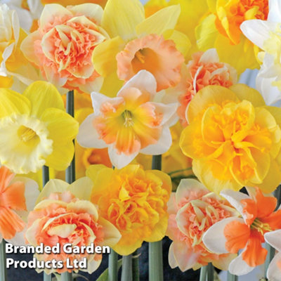 25 Daffodil Citrus Sorbet Mixed Spring Flowering Bulbs - Ideal for Borders and Patio Containers - 3