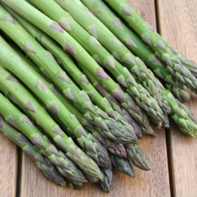 25 Gijnilm Asparagus Crowns - Premium Quality - Easy to Grow